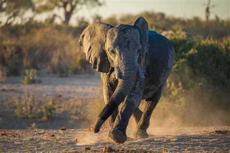 Stock photo 2497633419 - Elephants in Moremi game reserve Africa ...