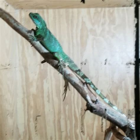Chinese Water Dragon Reptiles For Sale | Phoenix, AZ #322372