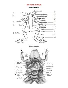 Frog Dissection Biology by Me 的图像结果