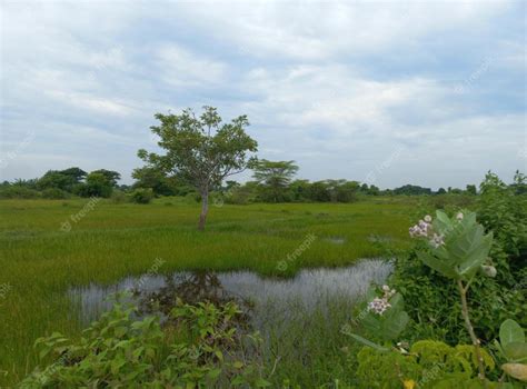 Real Nature 的图像结果