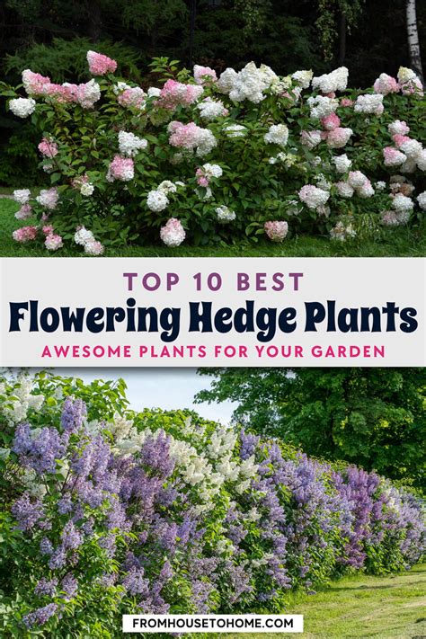 Flowering hedge plants 10 of the best bushes for hedges – Artofit