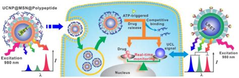 Stimuli-Responsive Polypeptides for Biomedical Applications