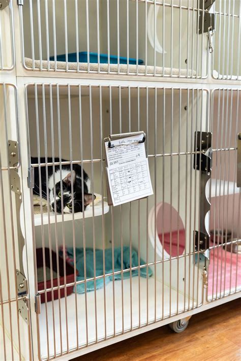 Boarding Tour | Powers Ferry Animal Hospital