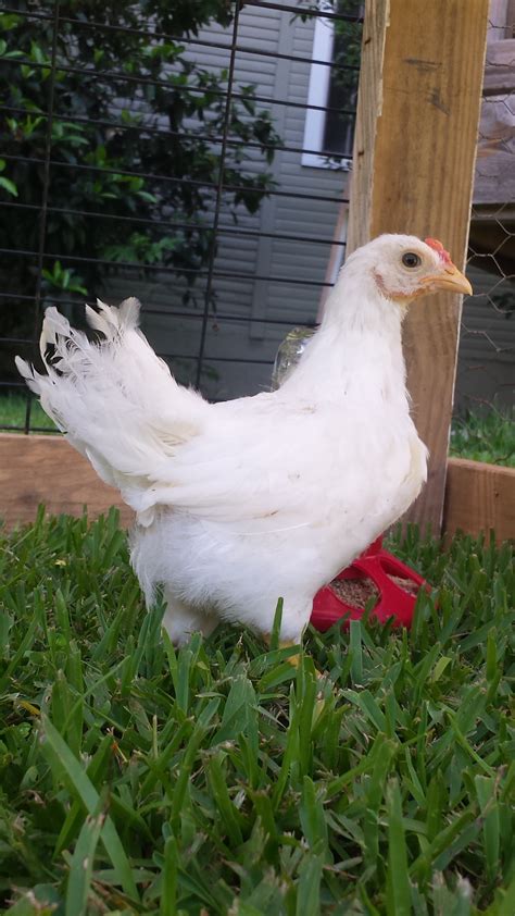 California white pullet? | BackYard Chickens - Learn How to Raise Chickens