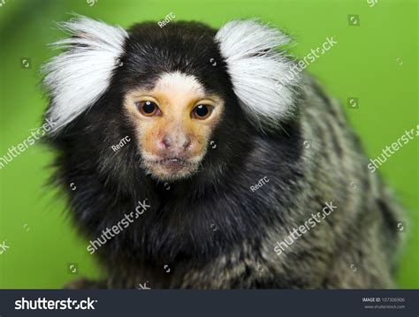Cebuella Pygmaea. Small Monkey With White Fluffy Ears Stock Photo ...