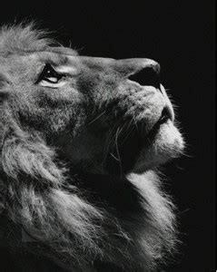 Wildlife Animal Lion Poster, Animal Posters for Room, Unframed, With ...