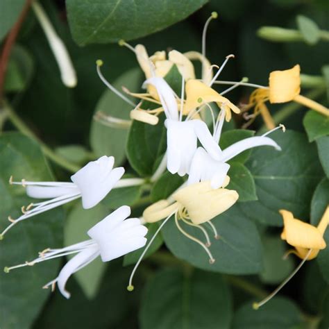 Buy Japanese honeysuckle Lonicera japonica 'Halls Prolific': Delivery ...