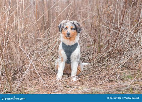 Unique Portrait of an Australian Shepherd Puppy Who Expresses His ...
