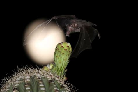 Image result for Bat Pollination