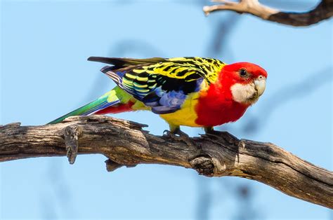 Birds Of Australia Pictures