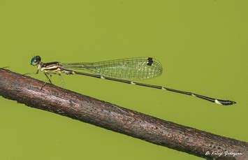 New damselfly species - GS SCORE
