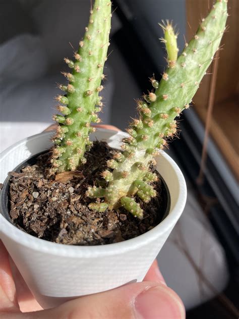 My cactus on the right has been getting progressively worse over the ...