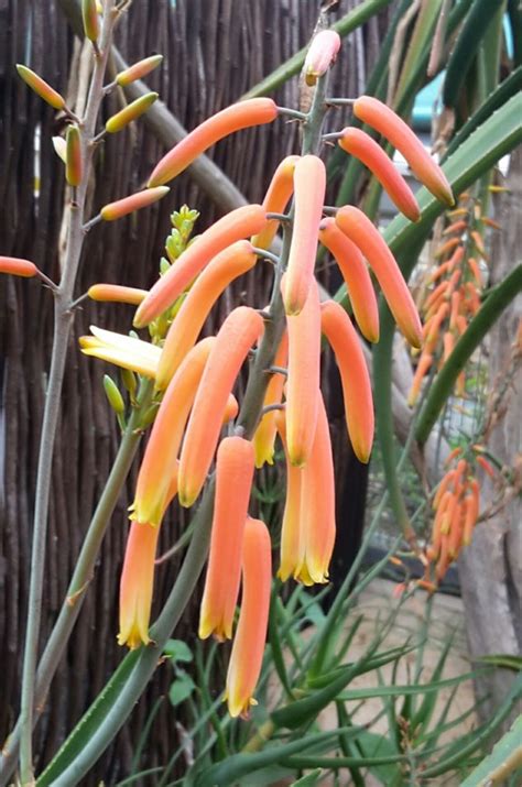 Aloiampelos gracilis - Rank-aalwee, Rank-aalwyn, Vuurpyl-aalwyn, Rocket ...