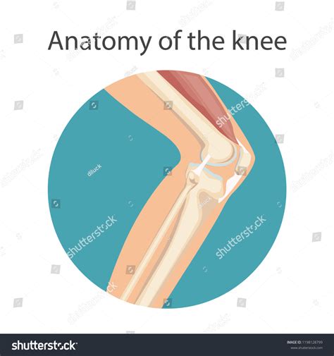 Anatomy Knee Joint Main Parts Knee Stock Vector (Royalty Free) 1198128799 | Shutterstock
