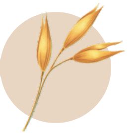 Aveeno® Skin Relief Moisturizing Lotion | Aveeno® India