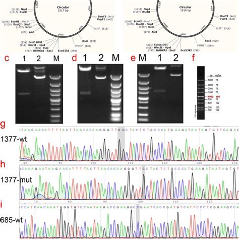 Cloning Vector Examples 的图像结果