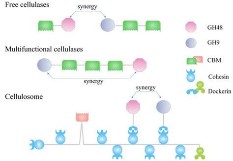Glycoside Hydrolase Family 48 Cellulase: A Key Player in Cellulolytic ...