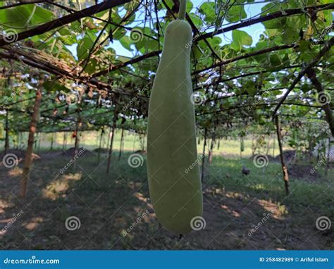 Bottle Gourd Fruit in Vegetable Garden. Stock Image - Image of diet ...