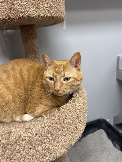 Adopt - River Valley Animal Rescue