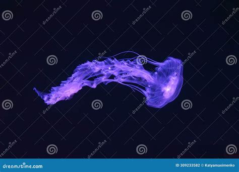 Black Sea Nettle, Chrysaora Achlyos Swimming in Dark Water of Aquarium ...
