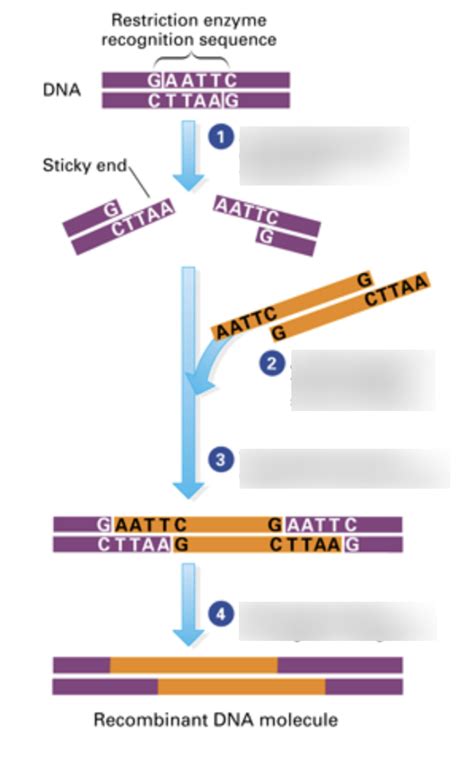 Image result for Genetic Engineering Process Diagram