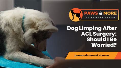 Dog Limping After ACL Surgery: Should I Be Worried? - Paws and More Vet
