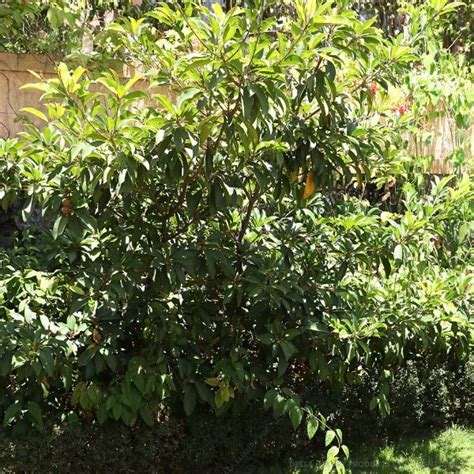 Della Luxury Products | Iconic Projects Design, Manufacturing & Built