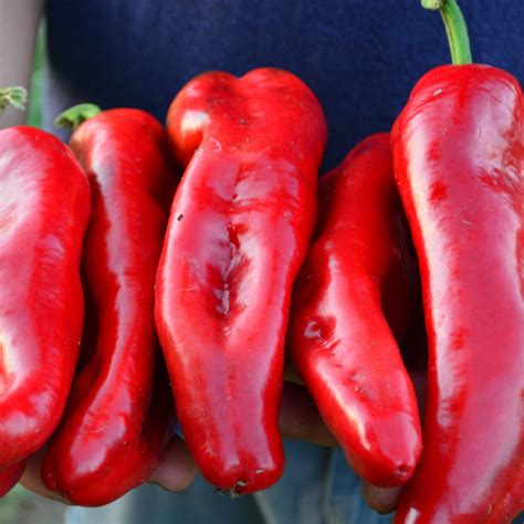 Marconi Red Sweet Pepper – Thresh Seed Co.