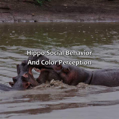 What Color Are Hippos - colorscombo.com