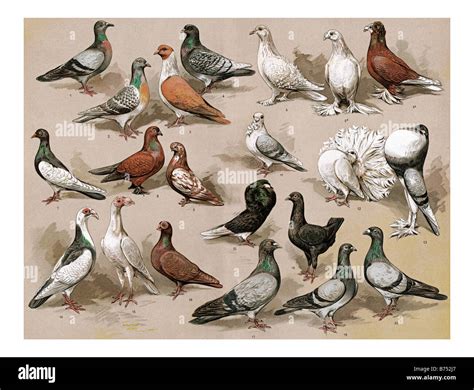 Types Of Pigeons: 30 Different Species Of Pigeons With Pics, 50% OFF