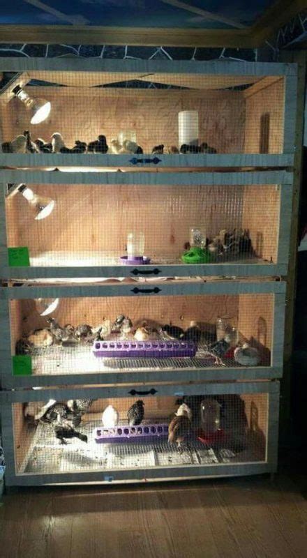 Chicken Brooder Ideas 的图像结果