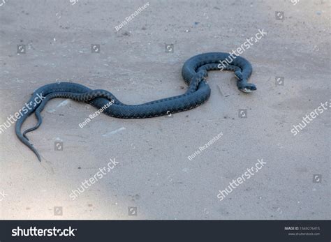 5 Perform sexual intercourse Images, Stock Photos & Vectors | Shutterstock