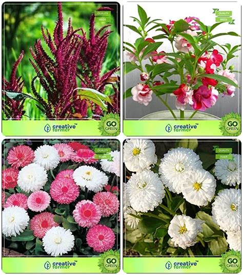 Creative Farmer Flower Seeds : Plant Seeds For Small Container Combo ...