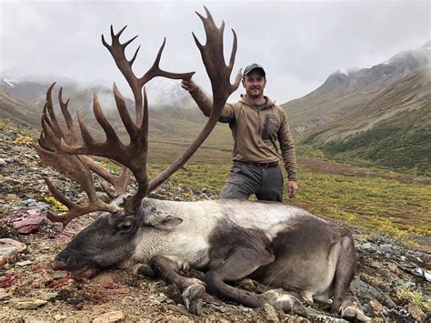 Alaska Caribou