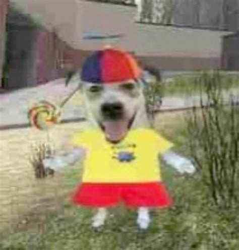 Happy dog with lollipop and hat meme | Silly dogs, Dog memes, Memes