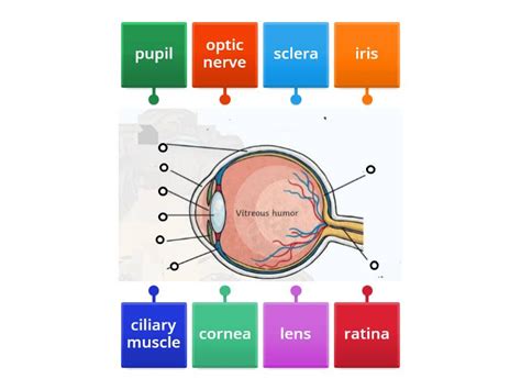 Image result for Visual Inspection Eye Structure Labeled