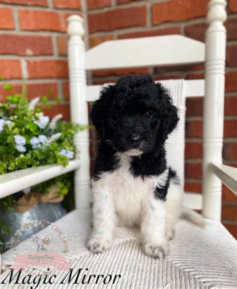 Black And White Goldendoodle Puppies