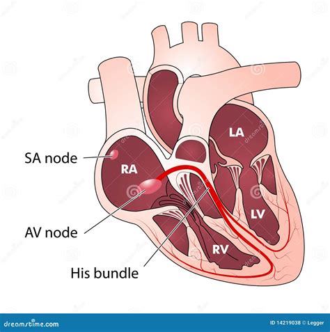 Heart Electrical Conduction Stock Vector - Illustration of ...
