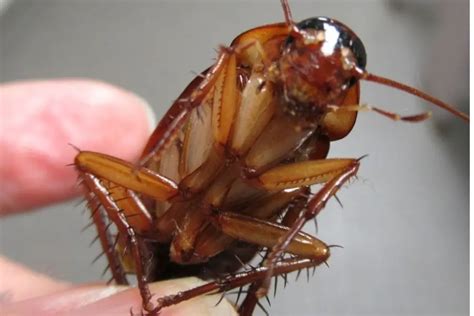 Australian Cockroach 的图像结果