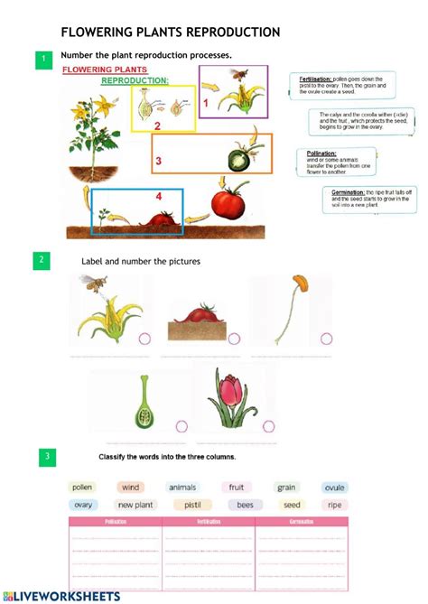 Image result for Plant Reproduction Simple