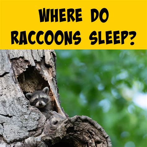 Where Do Raccoons Sleep? - Squirrels at the Feeder