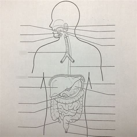 Image result for Digestive System Questions