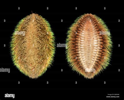Sea Mouse - Aphrodita aculeata Stock Photo - Alamy