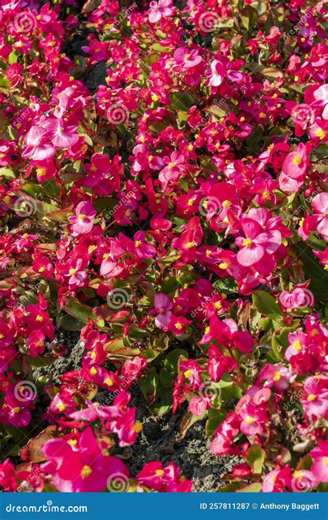 Begonia semperflorens stock image. Image of autumn, flowering - 257811287