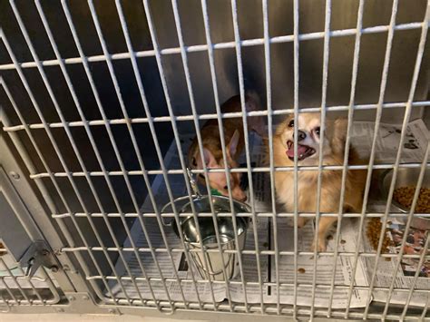 Get the 'Betty White Special' at Canyon Lake Animal Shelter Through Jan ...