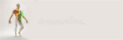 Ai Human Body 的图像结果