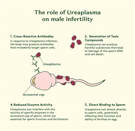 What Is Ureaplasma