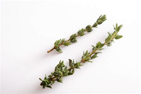 Thyme Sprig
