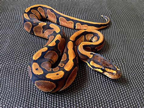 Image result for Red Spectrum Ball Python