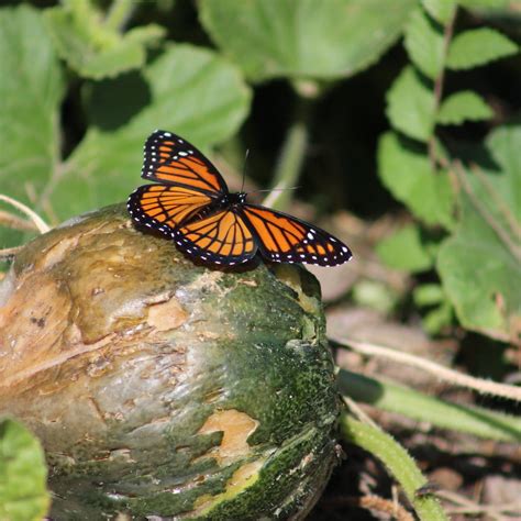 ATKINS-JOHNSON FARM AND MUSEUM (2025) All You Need to Know BEFORE You ...
